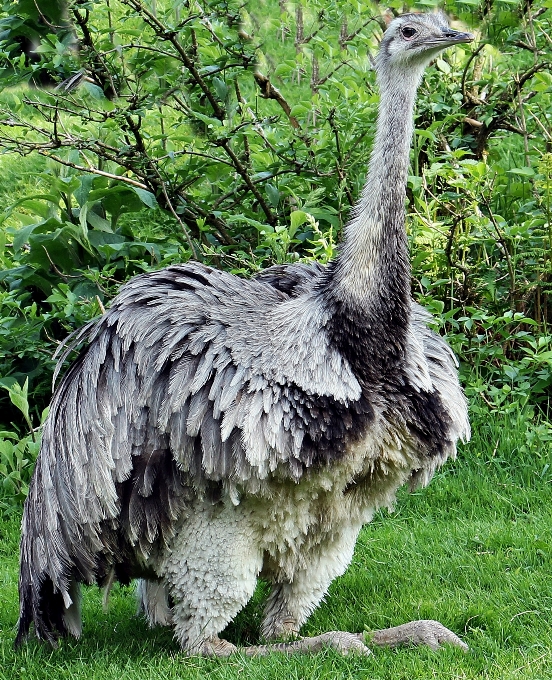 Alam burung satwa margasatwa