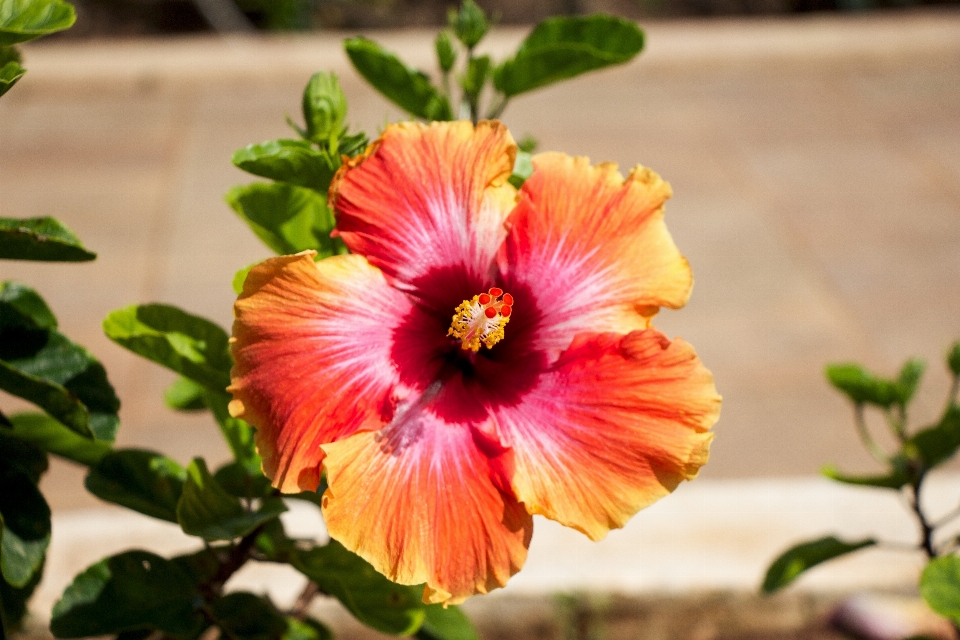 Natur draussen blüte anlage