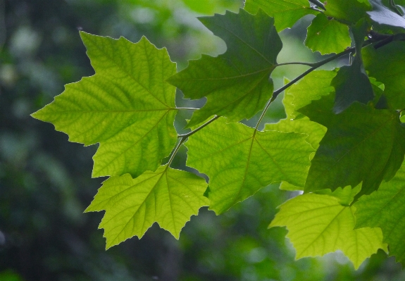 Tree branch plant wood Photo