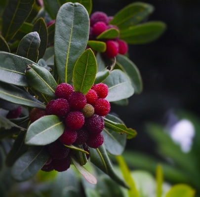 Tree blossom plant wood Photo