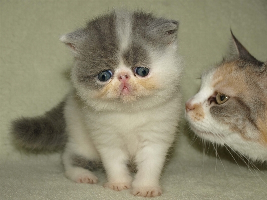 Foto Cucciolo animale domestico gattino