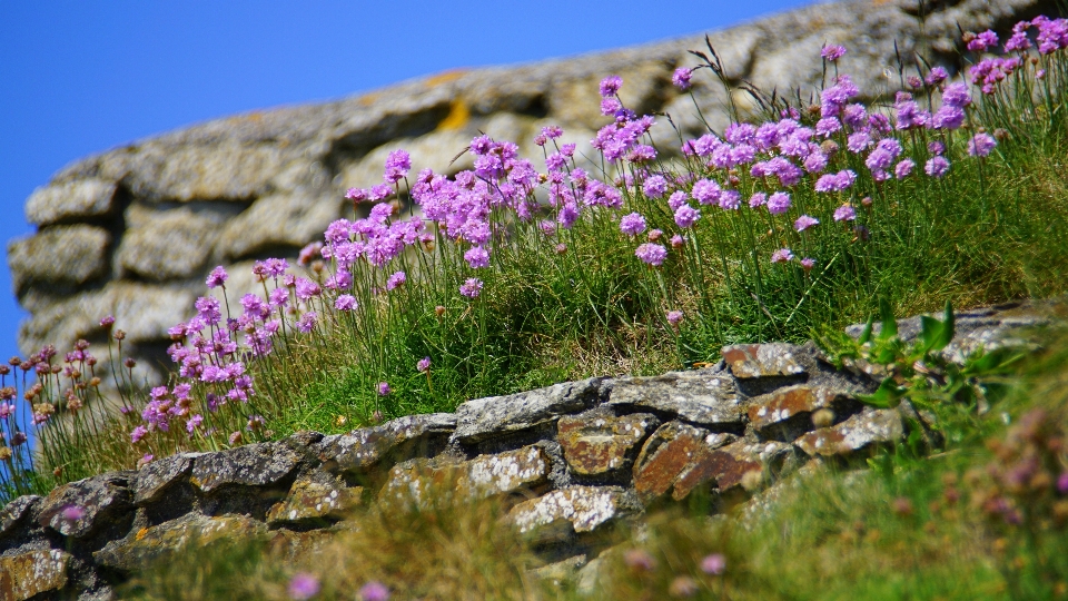 Nature herbe rock fleurir