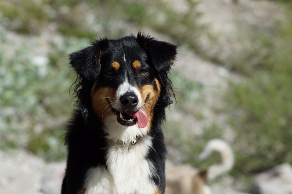 Foto Manis anjing satwa pria