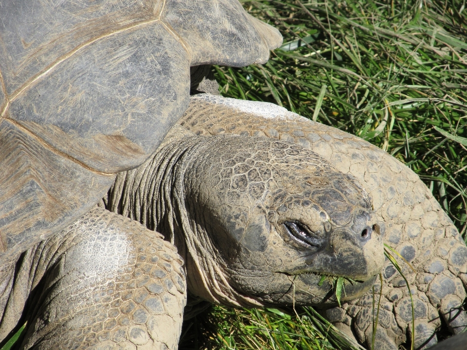 Natura a piedi animale animali selvatici