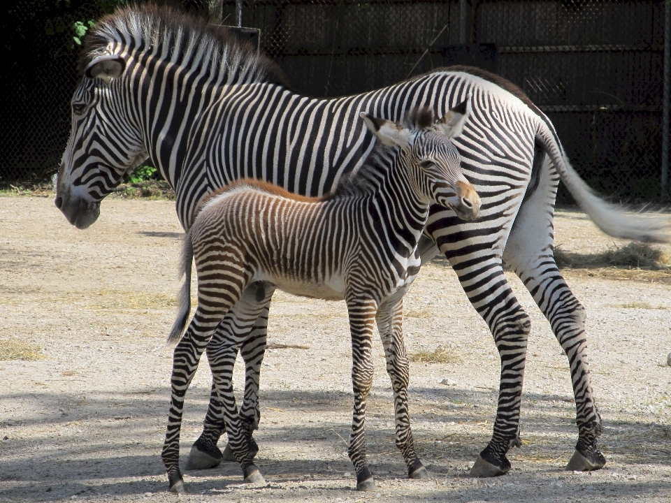 Natura dzikiej przyrody ogród zoologiczny wzór