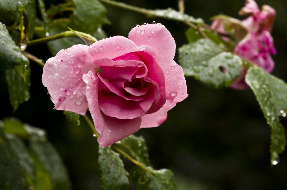 Naturaleza florecer planta flor