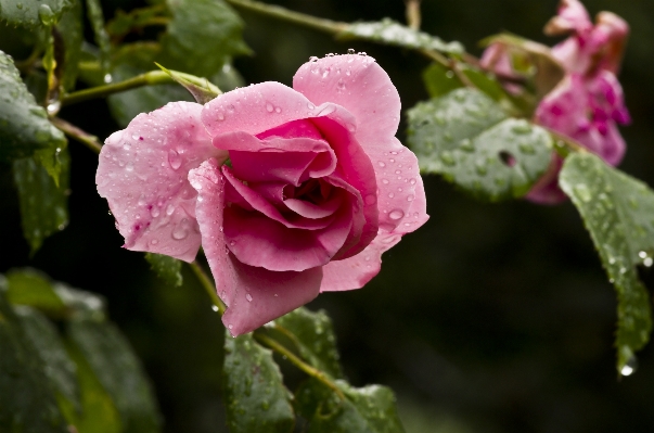 Nature blossom plant flower Photo