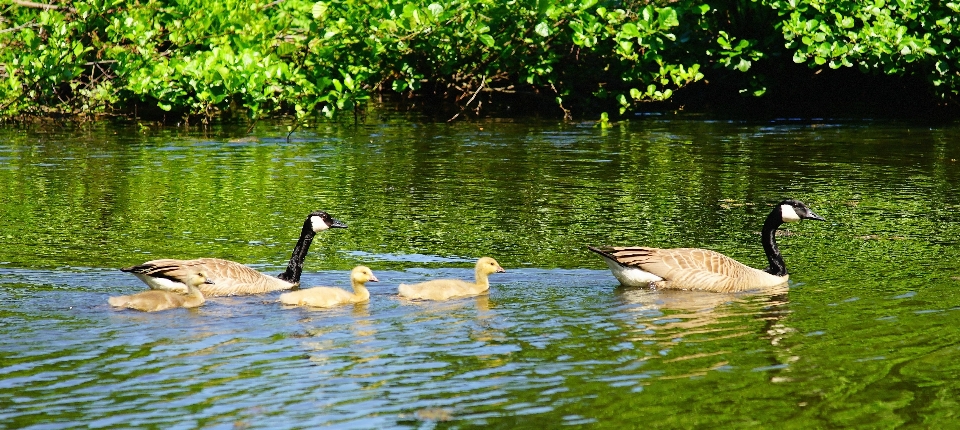 Acqua natura uccello lago