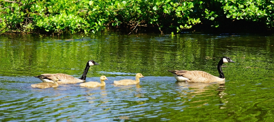 Water nature bird lake Photo