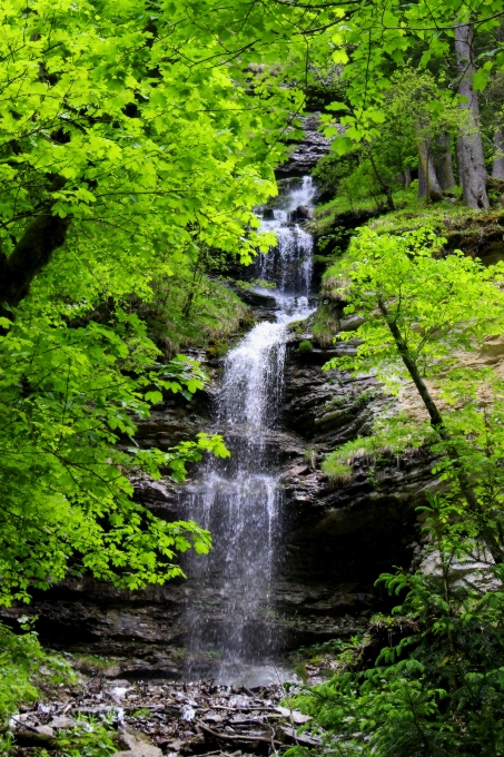 風景 木 水 自然