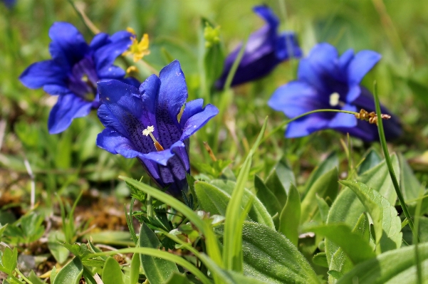 Nature blossom plant meadow Photo