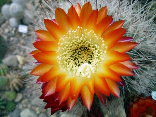 Foto Espinhoso
 cacto
 plantar flor