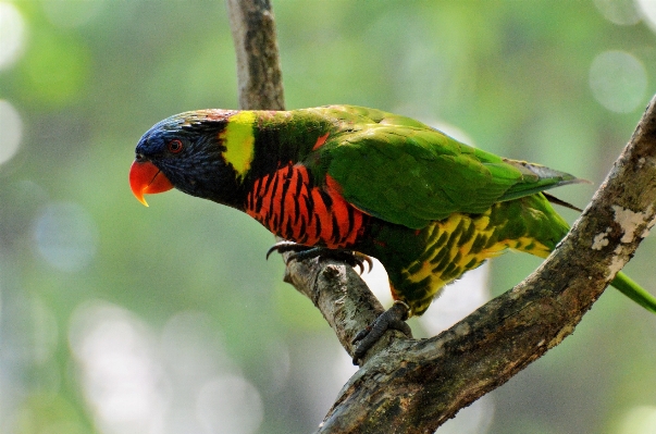 Foto Alam cabang burung satwa