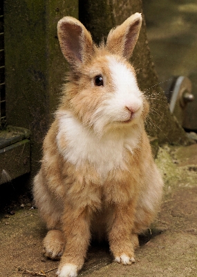 Foto Doce animal bonitinho bicho de estimação