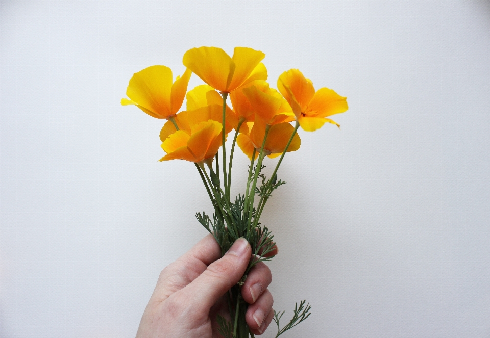 自然 植物 花 花弁