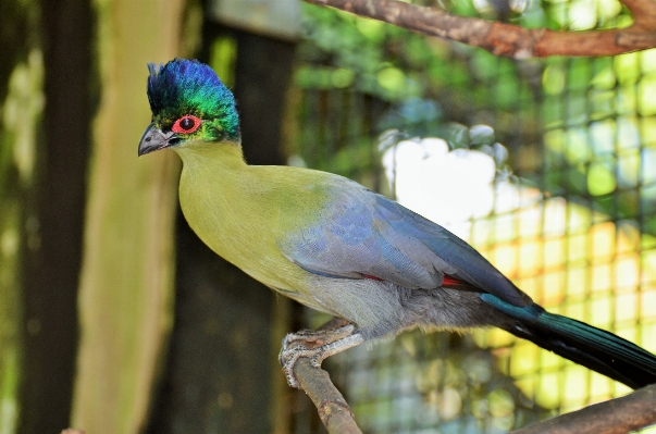 Foto Alam burung satwa margasatwa