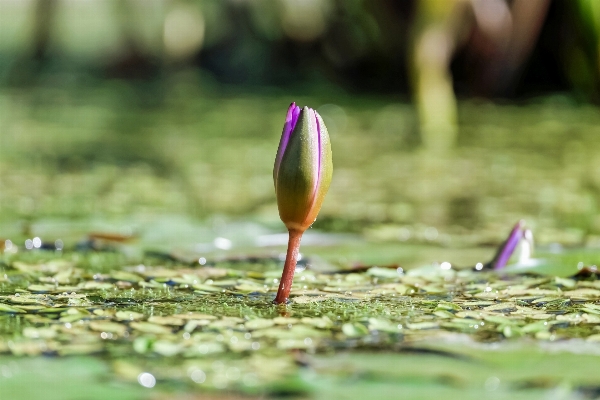 Nature grass blossom plant Photo