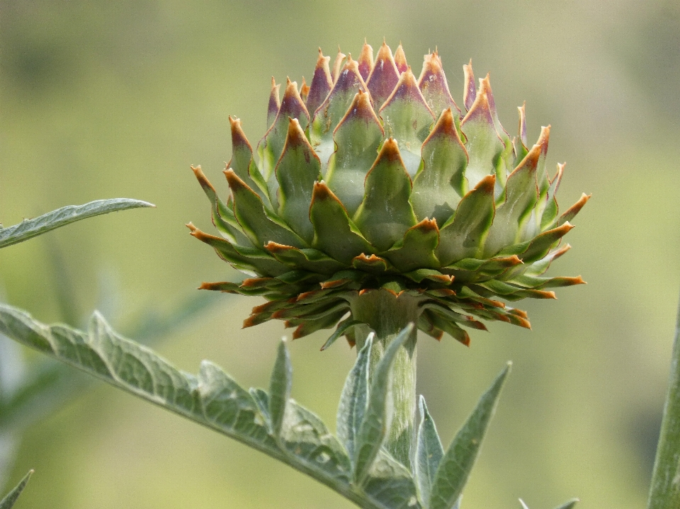 Nature plant leaf flower