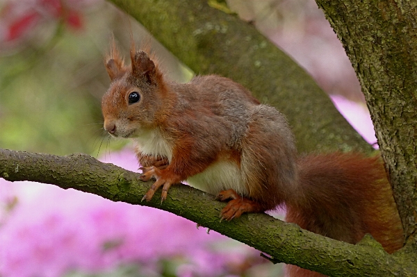 Tree nature animal wildlife Photo