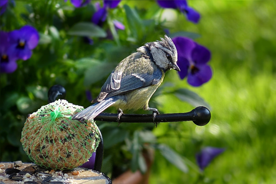 Natur zweig vogel blume