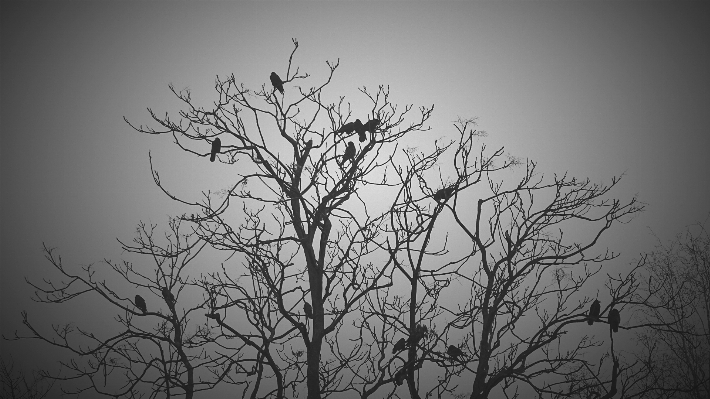 Tree branch winter black and white Photo