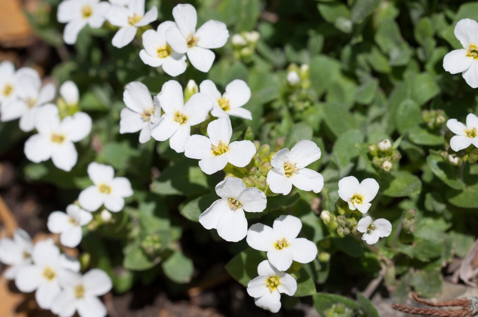 Natura fiore pianta bianco