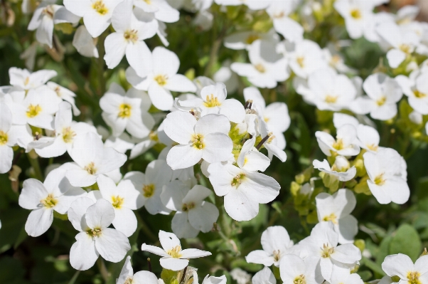 Nature blossom plant white Photo