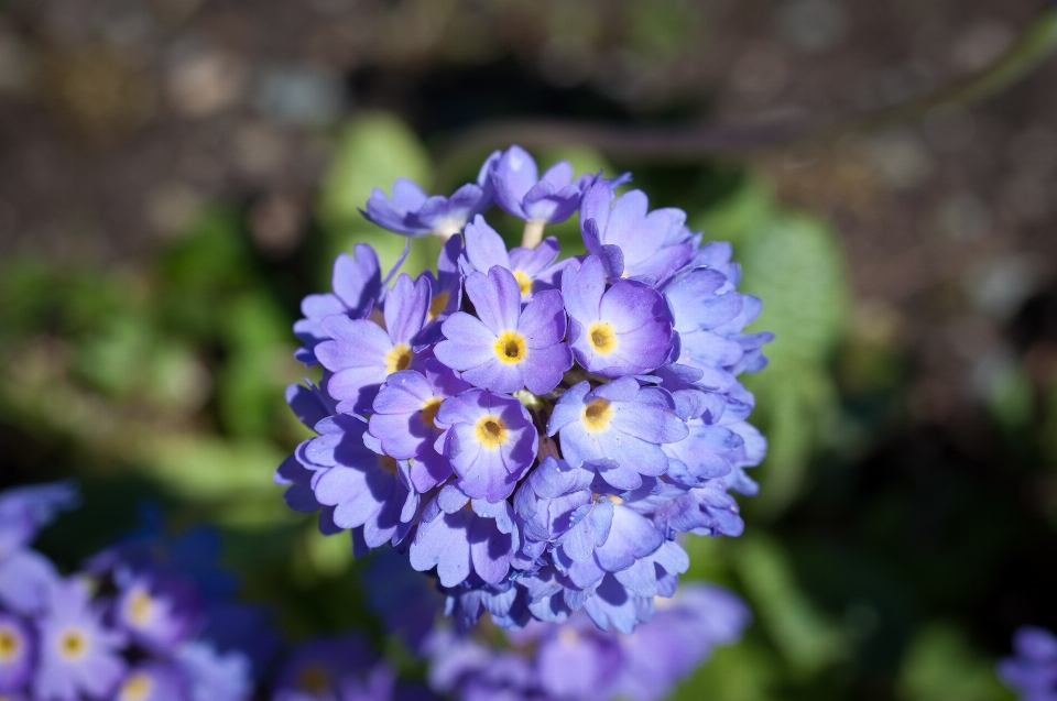 Natur blüte anlage blume