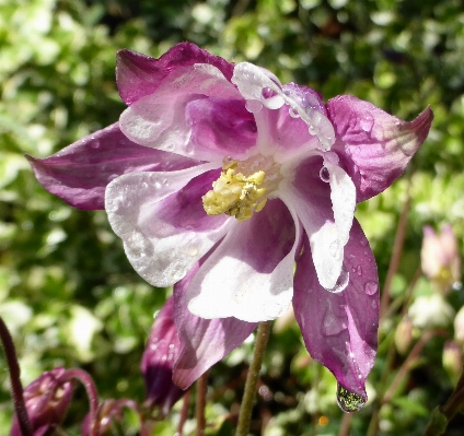 Nature blossom plant flower Photo