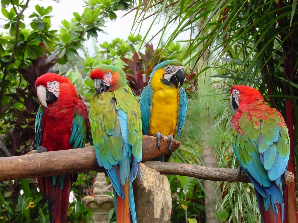 Nature oiseau animal faune