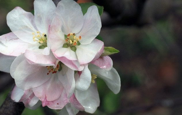 Apple tree nature branch Photo