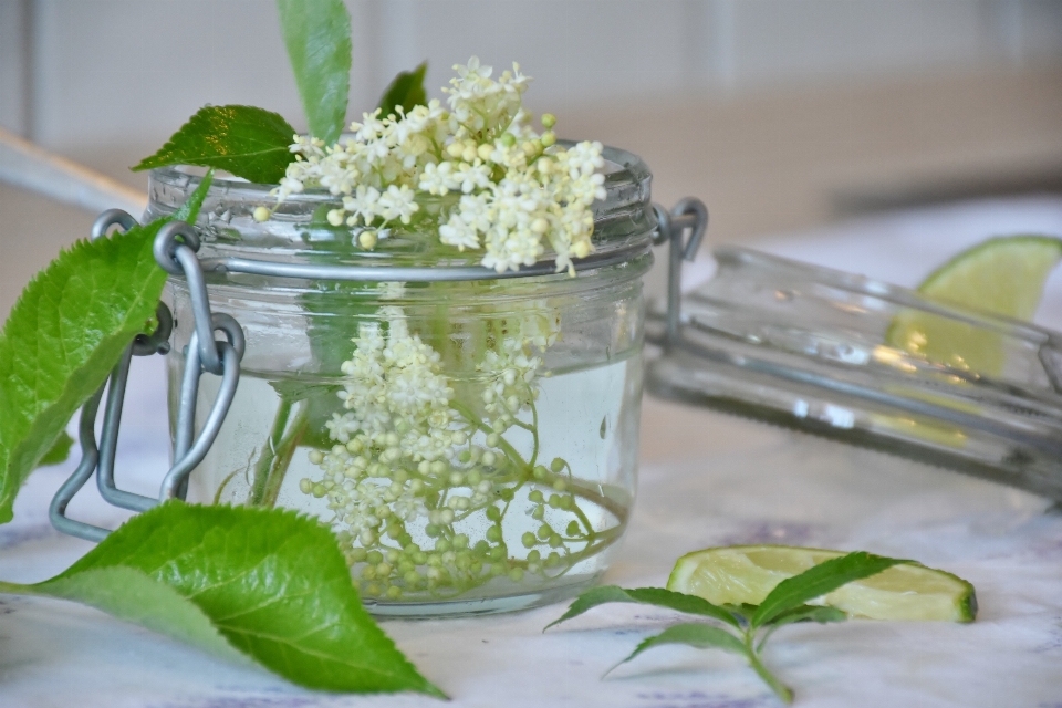 水 植物 花 玻璃