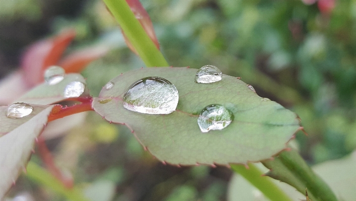 水 自然 ブランチ 花 写真