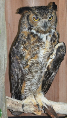 Foto Alam burung satwa margasatwa