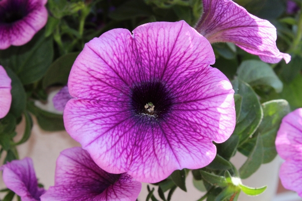 Nature blossom plant flower Photo