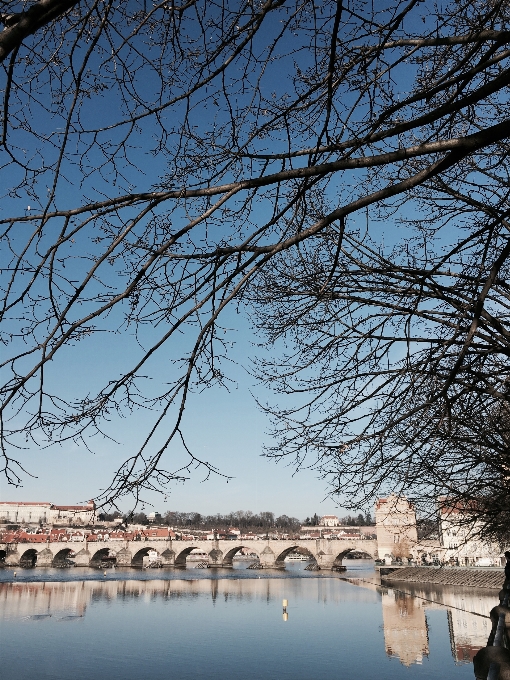 Albero acqua ramo nevicare