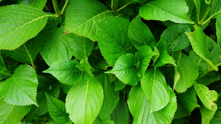 自然 成長 植物 葉 写真