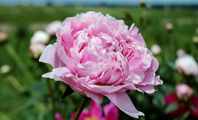 Blossom plant flower petal Photo