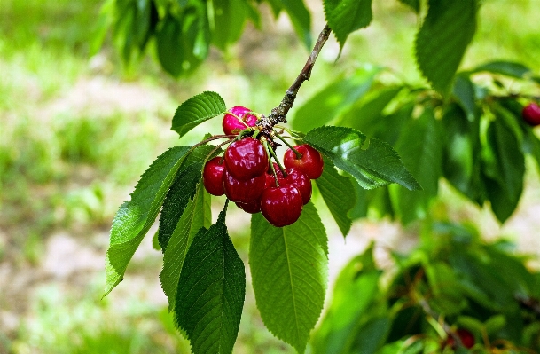 Tree branch blossom plant Photo