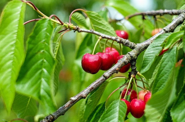 Foto árvore filial plantar fruta