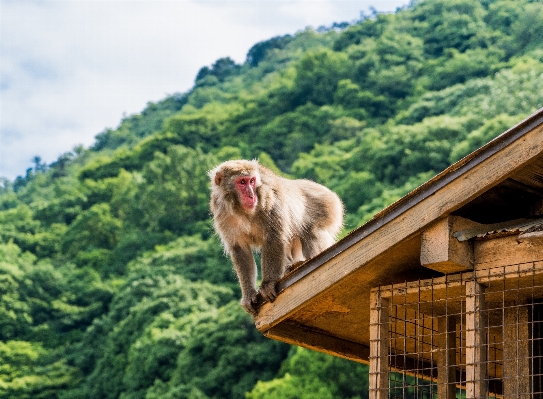 Foto Alam gunung satwa imut-imut