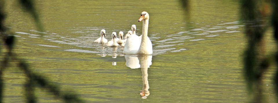 Water nature bird white