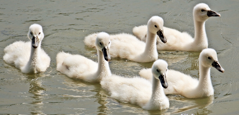 水 自然 鳥 白 写真