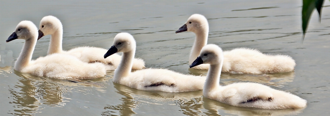 水 鳥 白 湖 写真