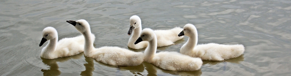 水 鳥 羽 白