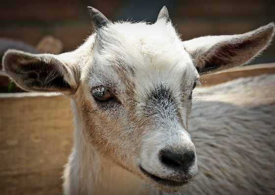 Nature kid animal cute Photo