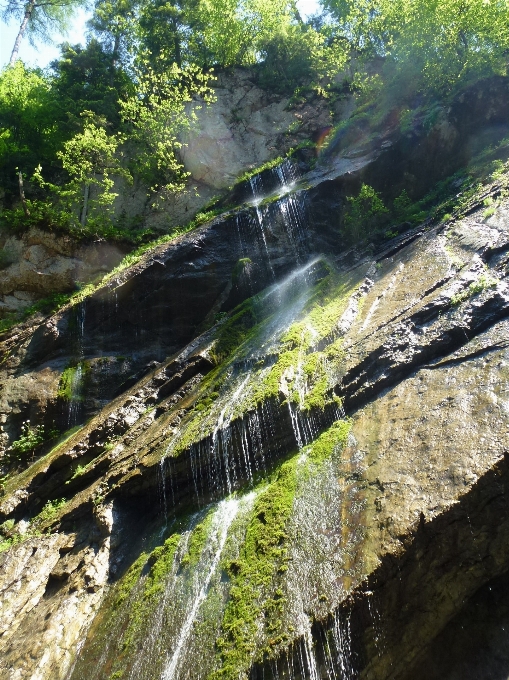 Tree water nature rock