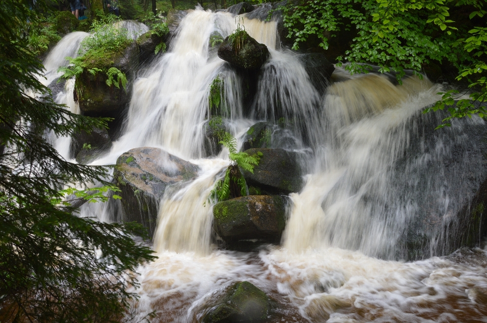 Paisaje agua naturaleza bosque