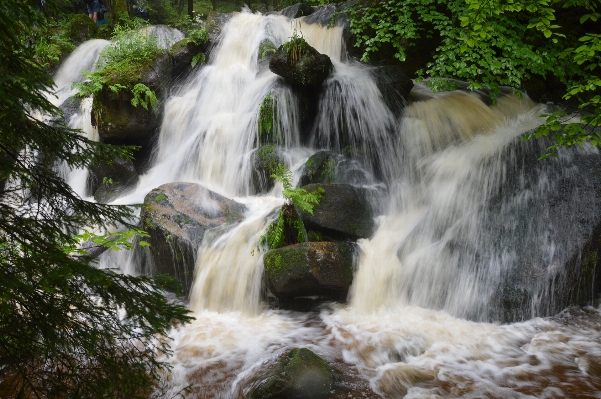 Landscape water nature forest Photo