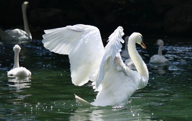 Photo Eau oiseau aile lac